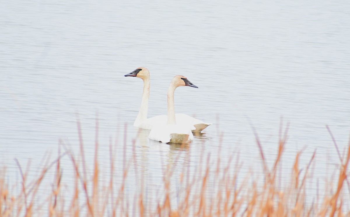 Trumpeter Swan - ML618286003