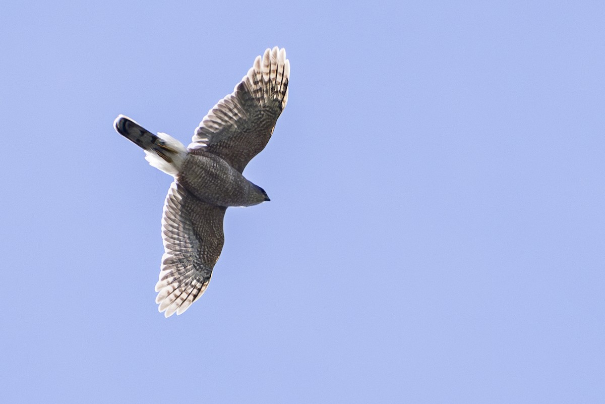 Cooper's Hawk - Jef Blake