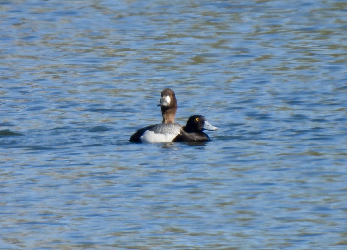 Greater Scaup - ML618286023