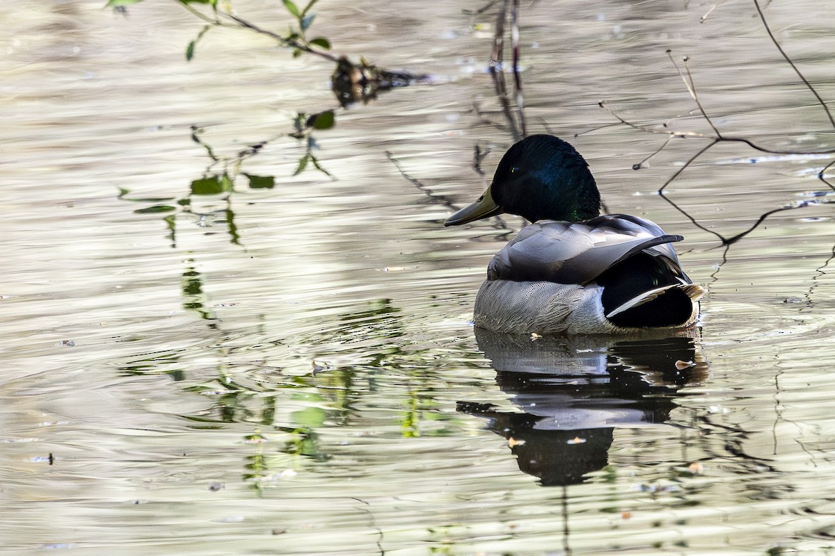 Mallard - Jef Blake