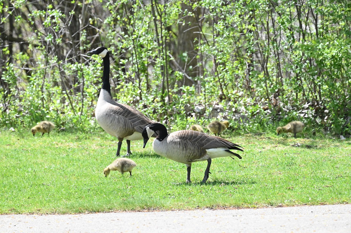 Canada Goose - Cliff Hodge