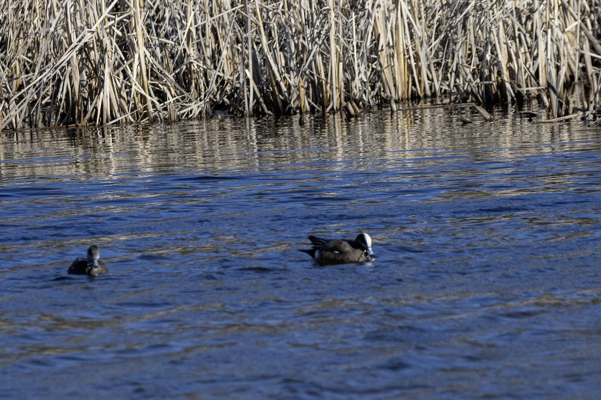 American Wigeon - Serge Vallerand