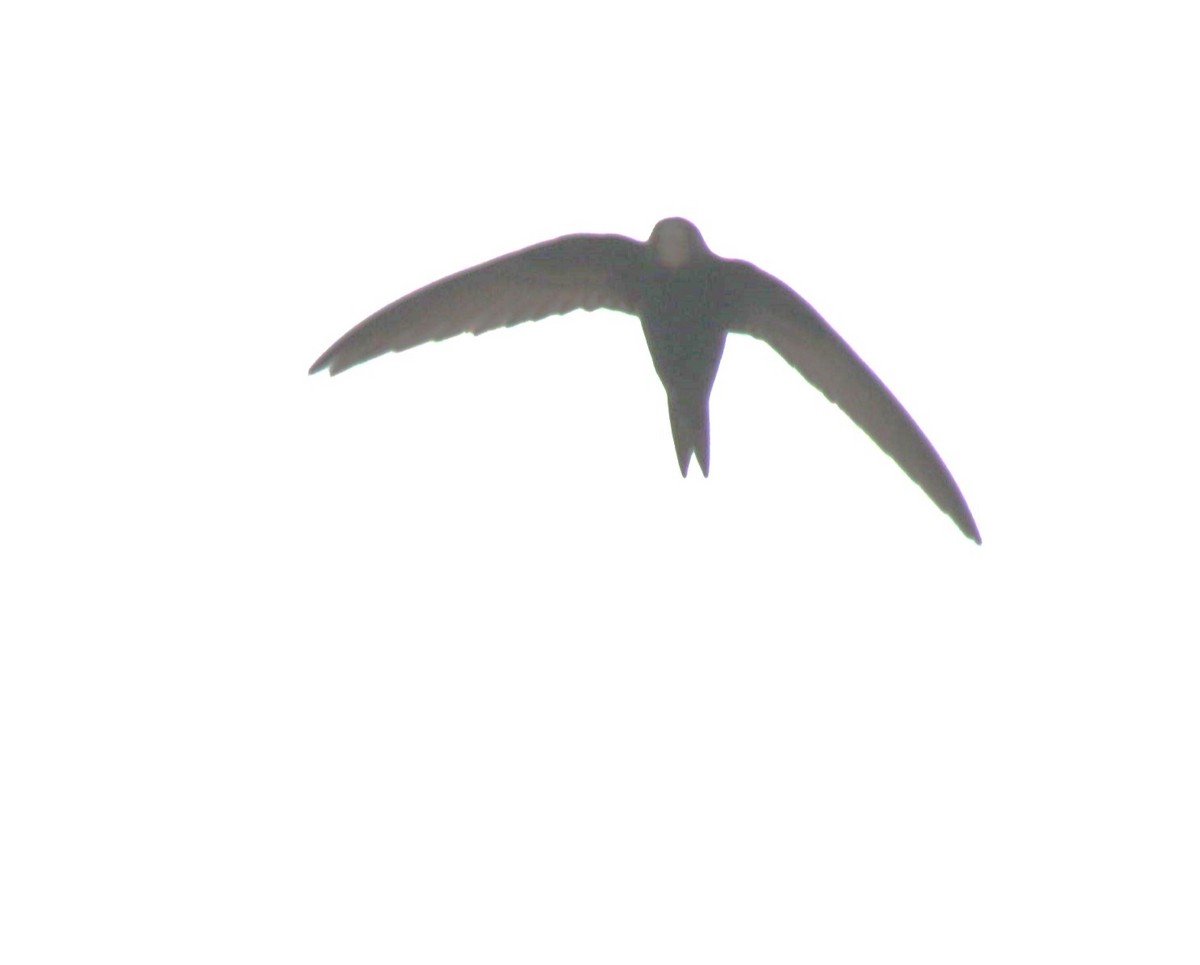 Common Swift - ML618286059