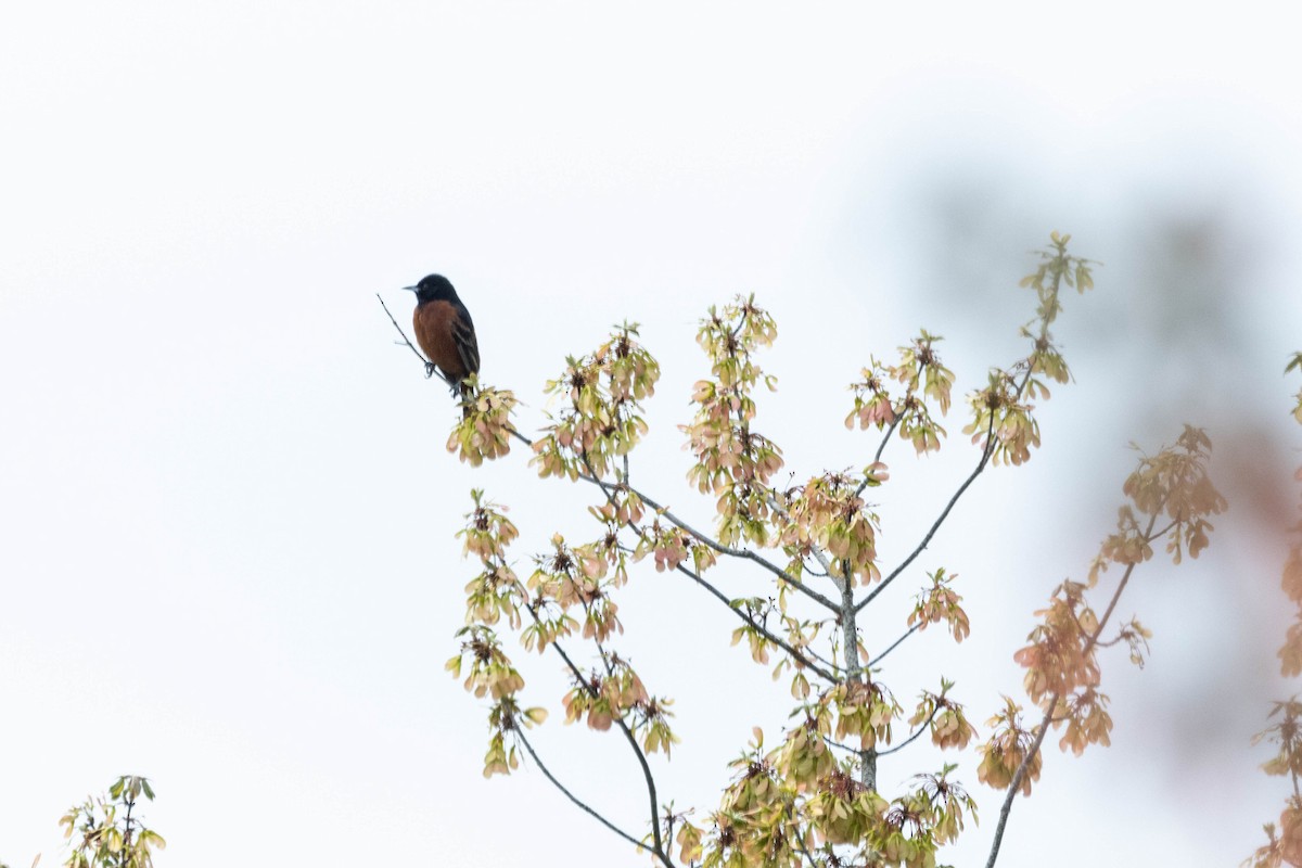 Orchard Oriole - Alex Brent