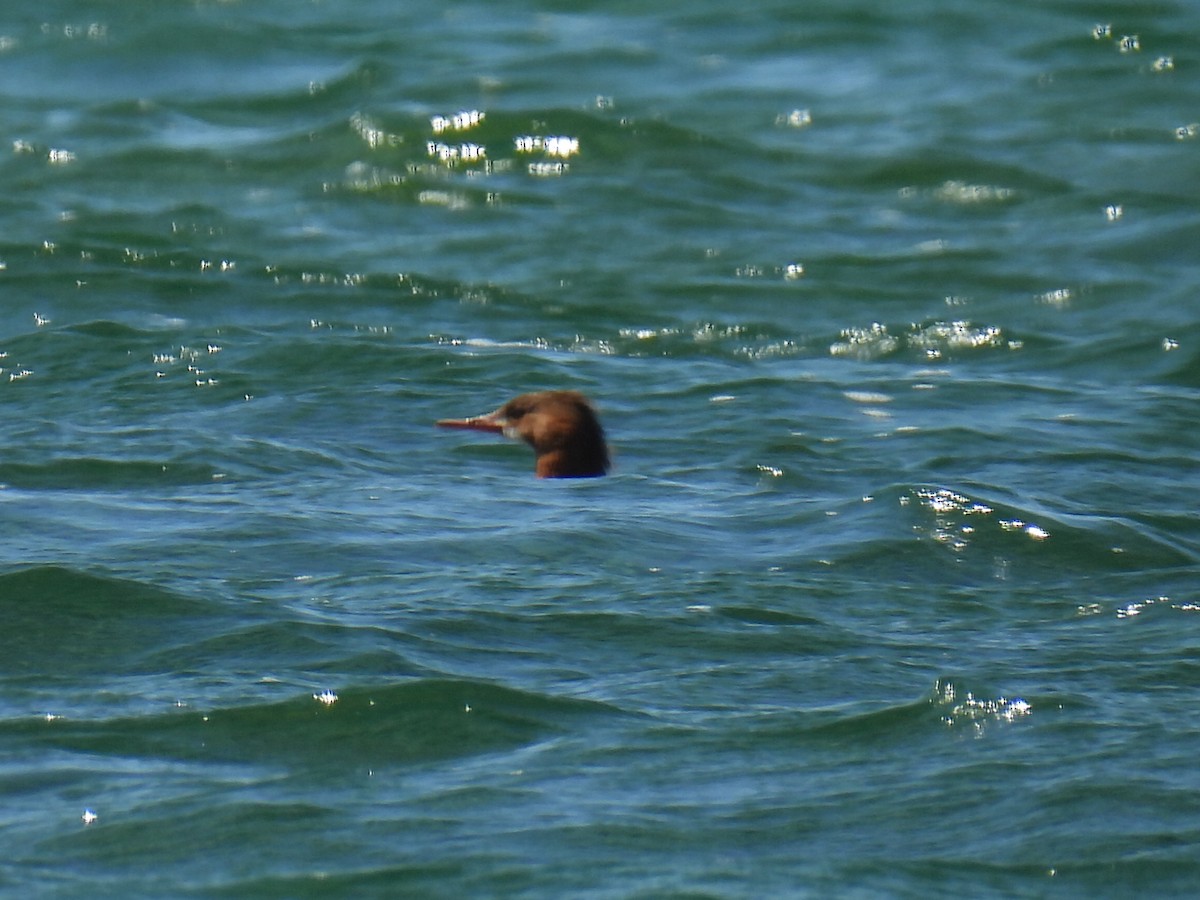 Common Merganser - Melody Walsh