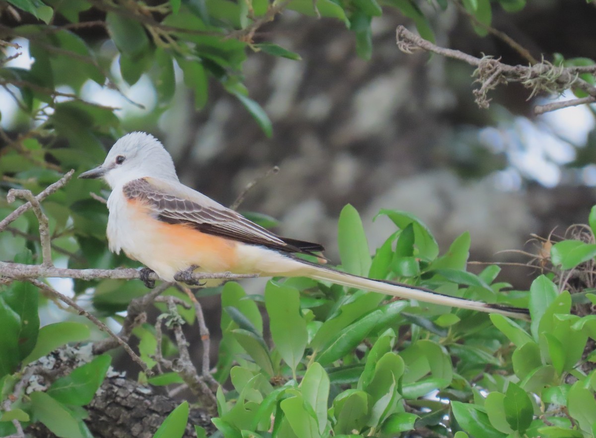 Scissor-tailed Flycatcher - Julie Mobley