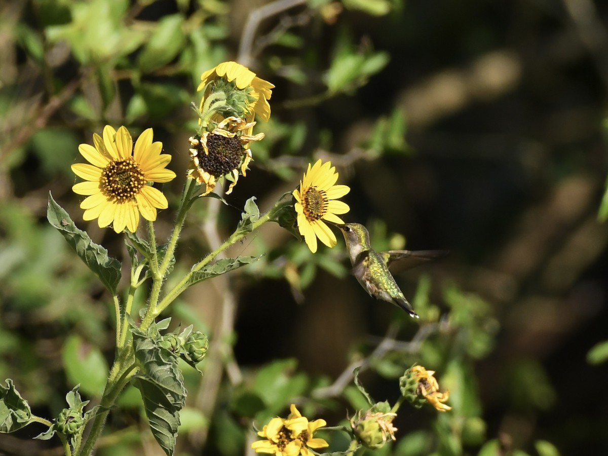 Ruby-throated Hummingbird - Kent Kleman