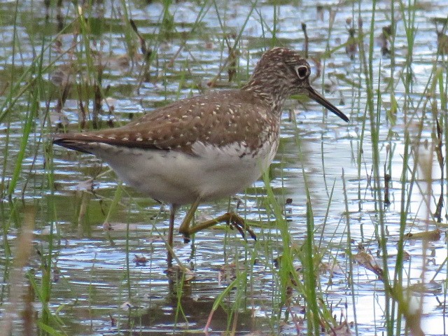 Solitary Sandpiper - ML618286083