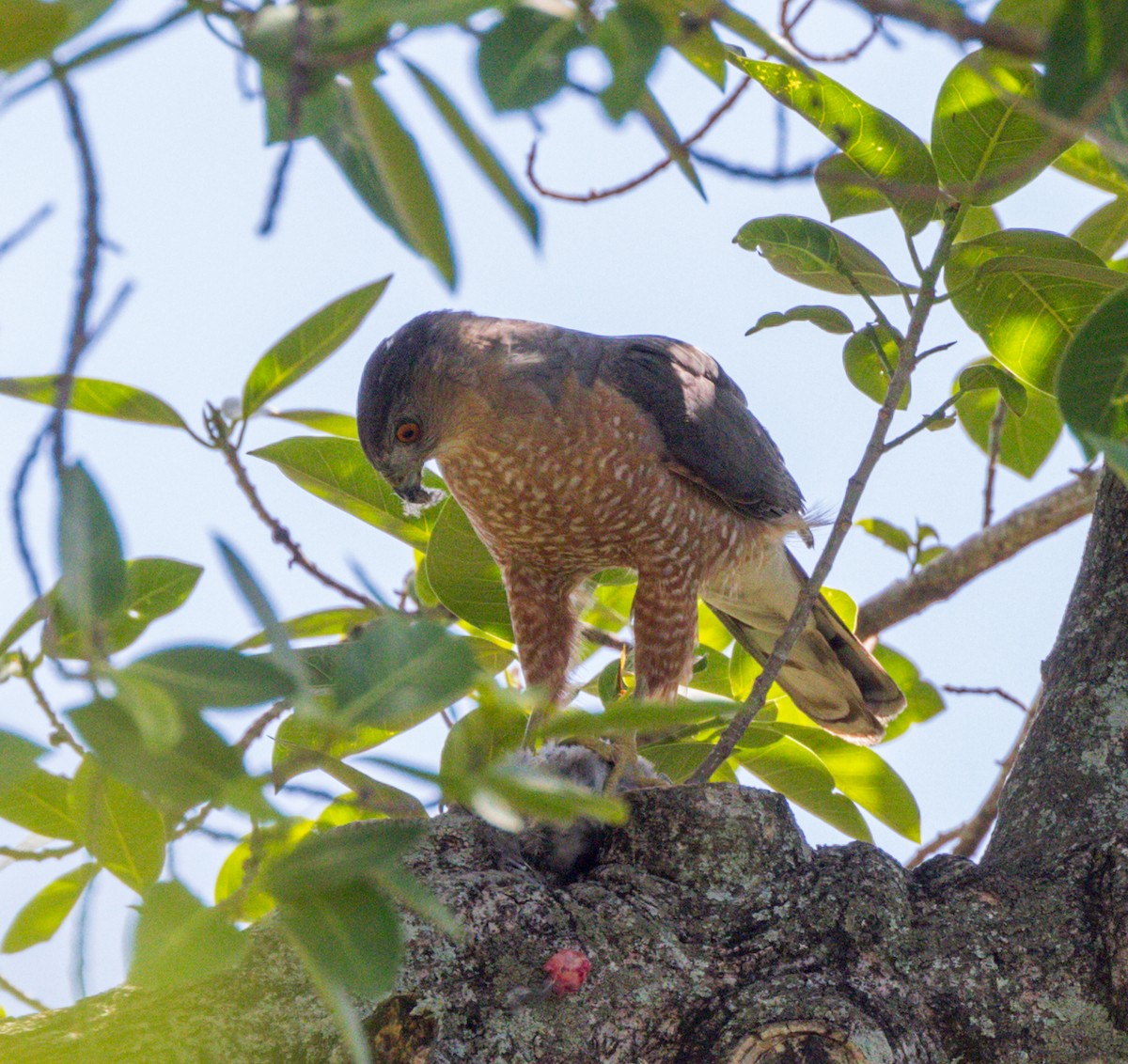 Cooper's Hawk - ML618286107