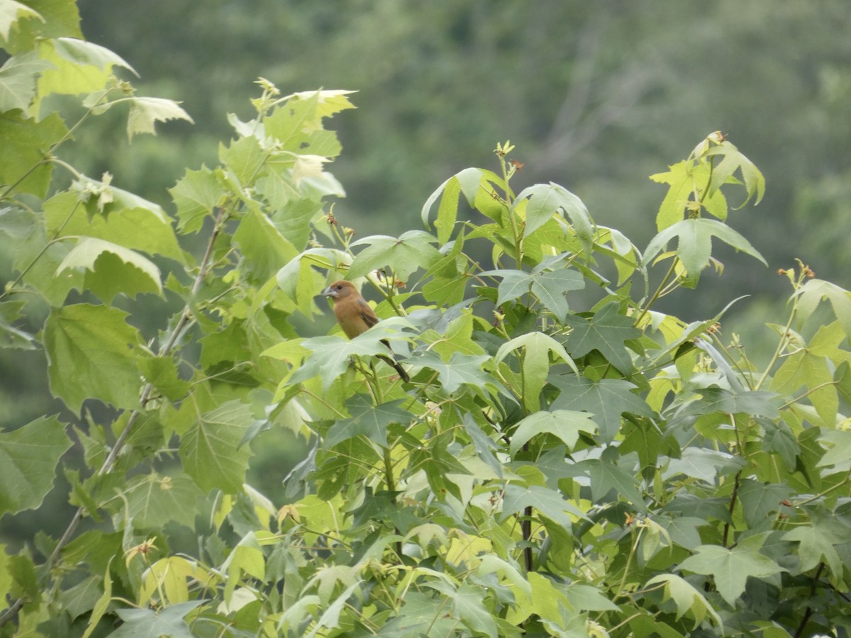 Indigo Bunting - Joanne "JoJo" Bradbury