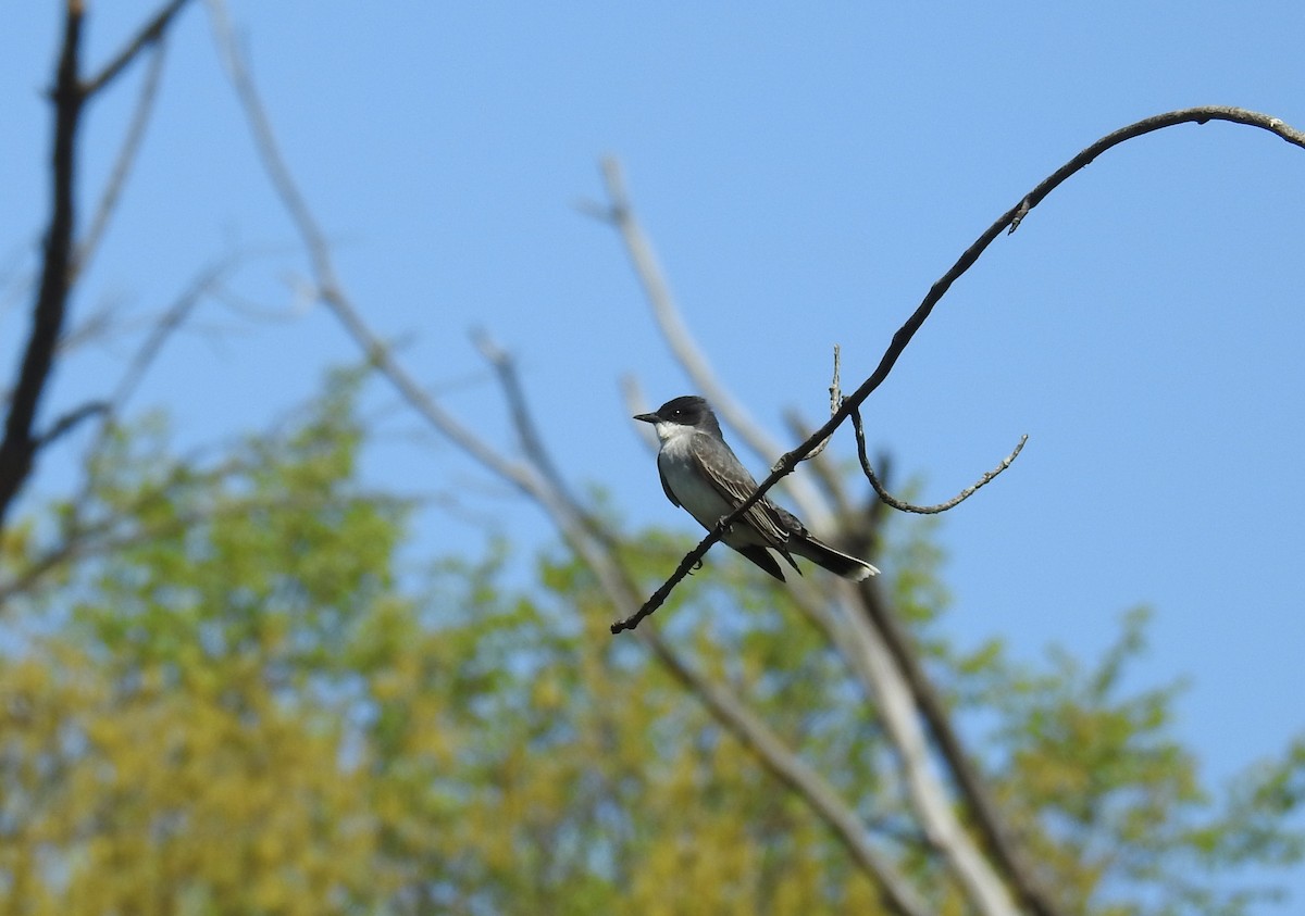 Eastern Kingbird - Pat Andersen