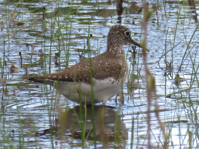 Solitary Sandpiper - ML618286140