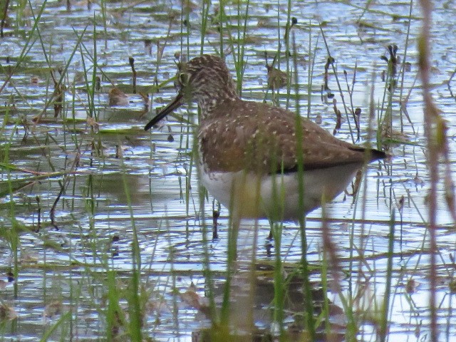 Solitary Sandpiper - ML618286156