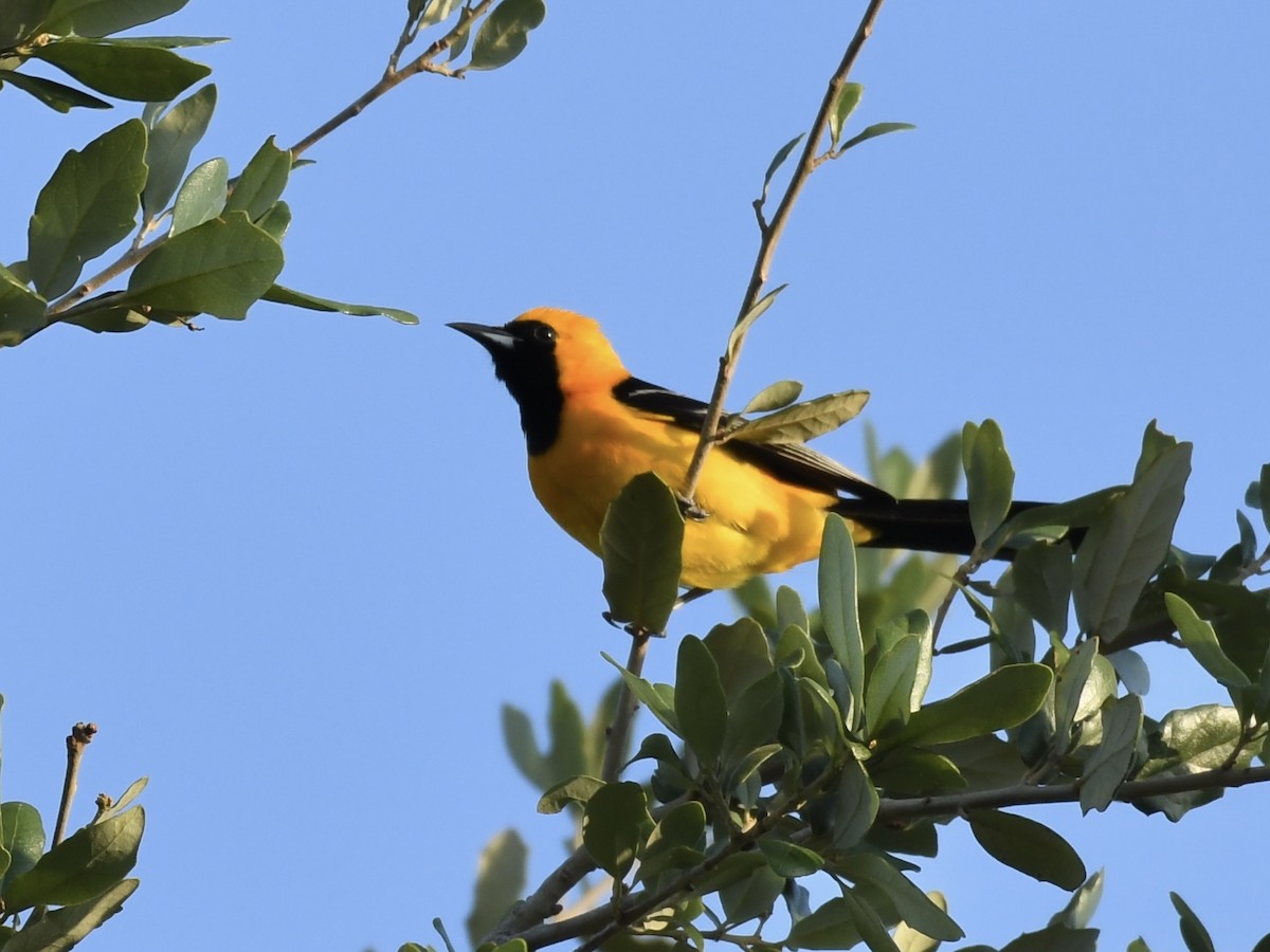 Oriole masqué - ML618286164