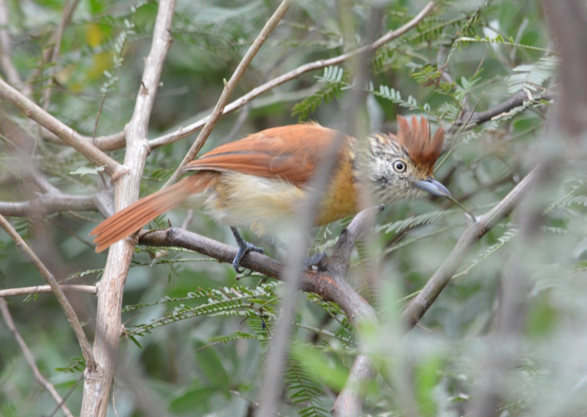 Barred Antshrike - Jose Navarro