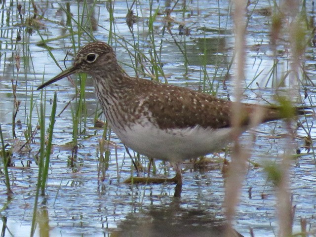 Solitary Sandpiper - ML618286177