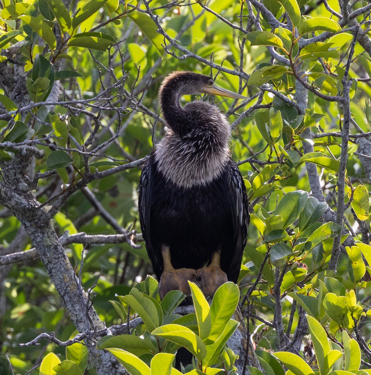 Anhinga - ML618286198
