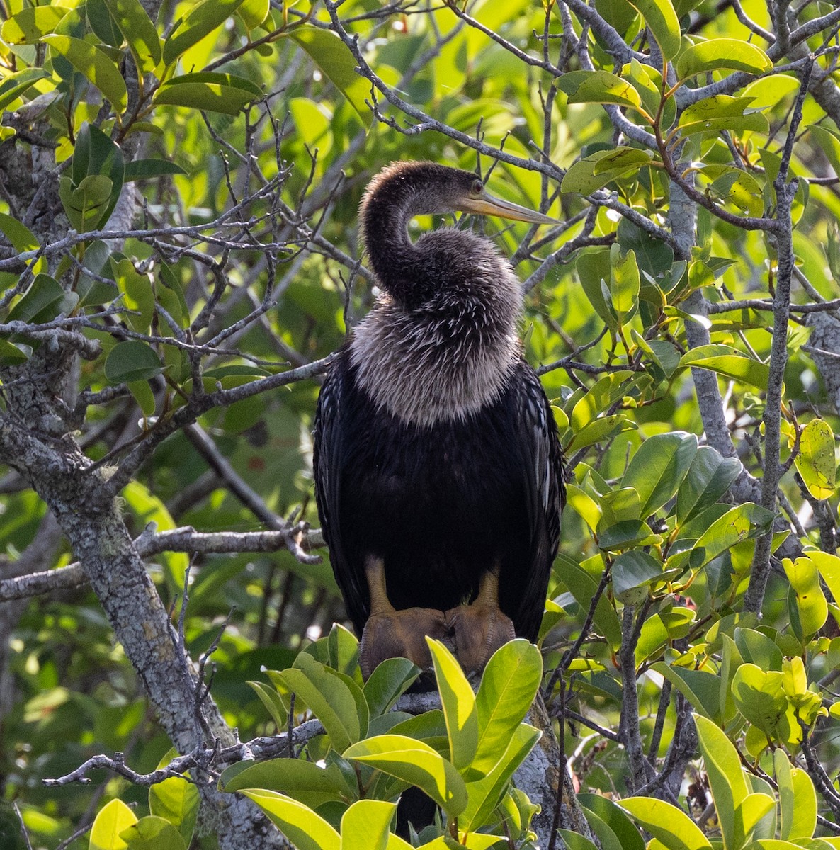 Anhinga - Peter Galvin