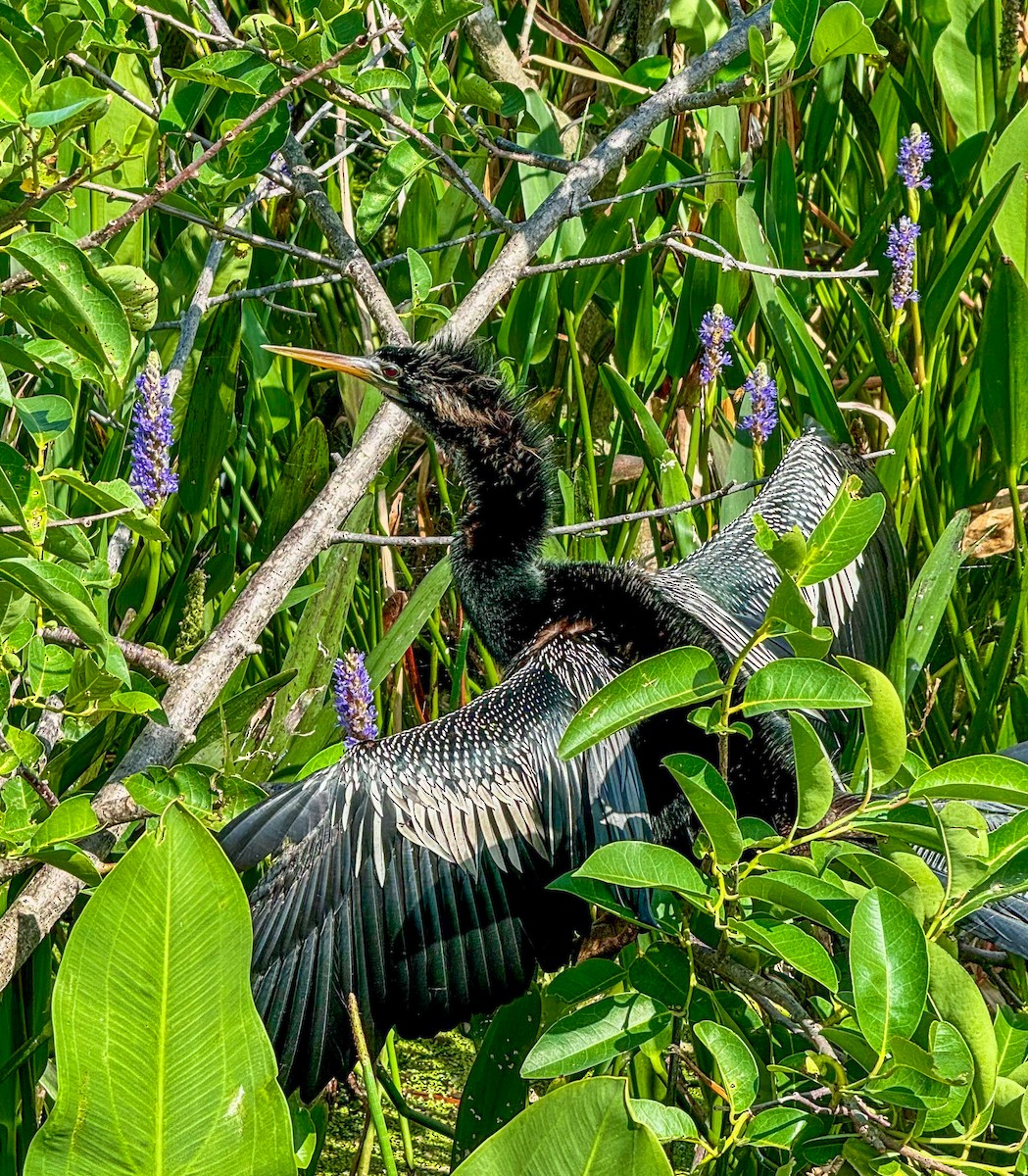 Anhinga - Peter Galvin