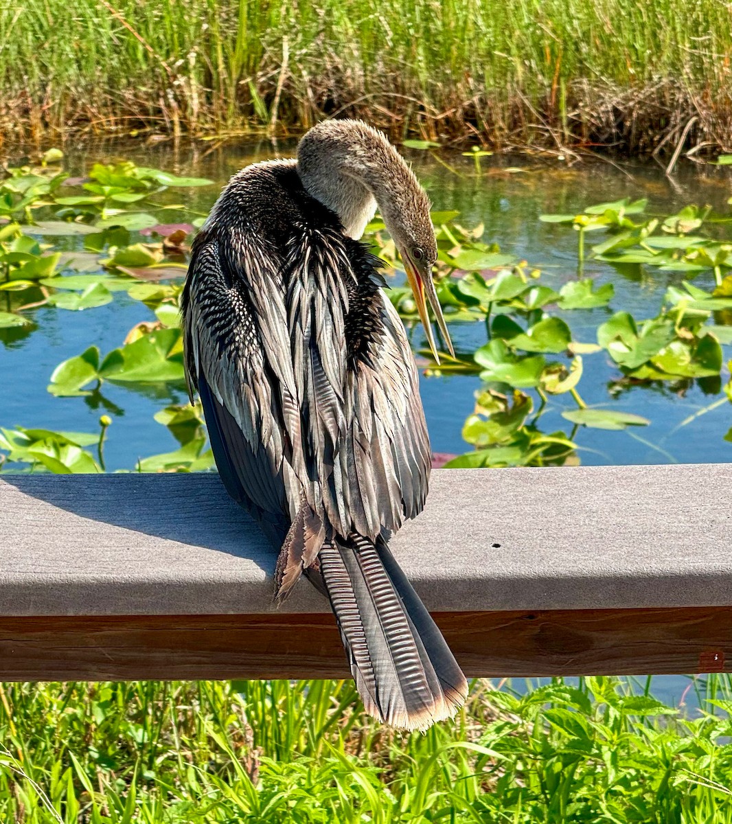 Anhinga - Peter Galvin