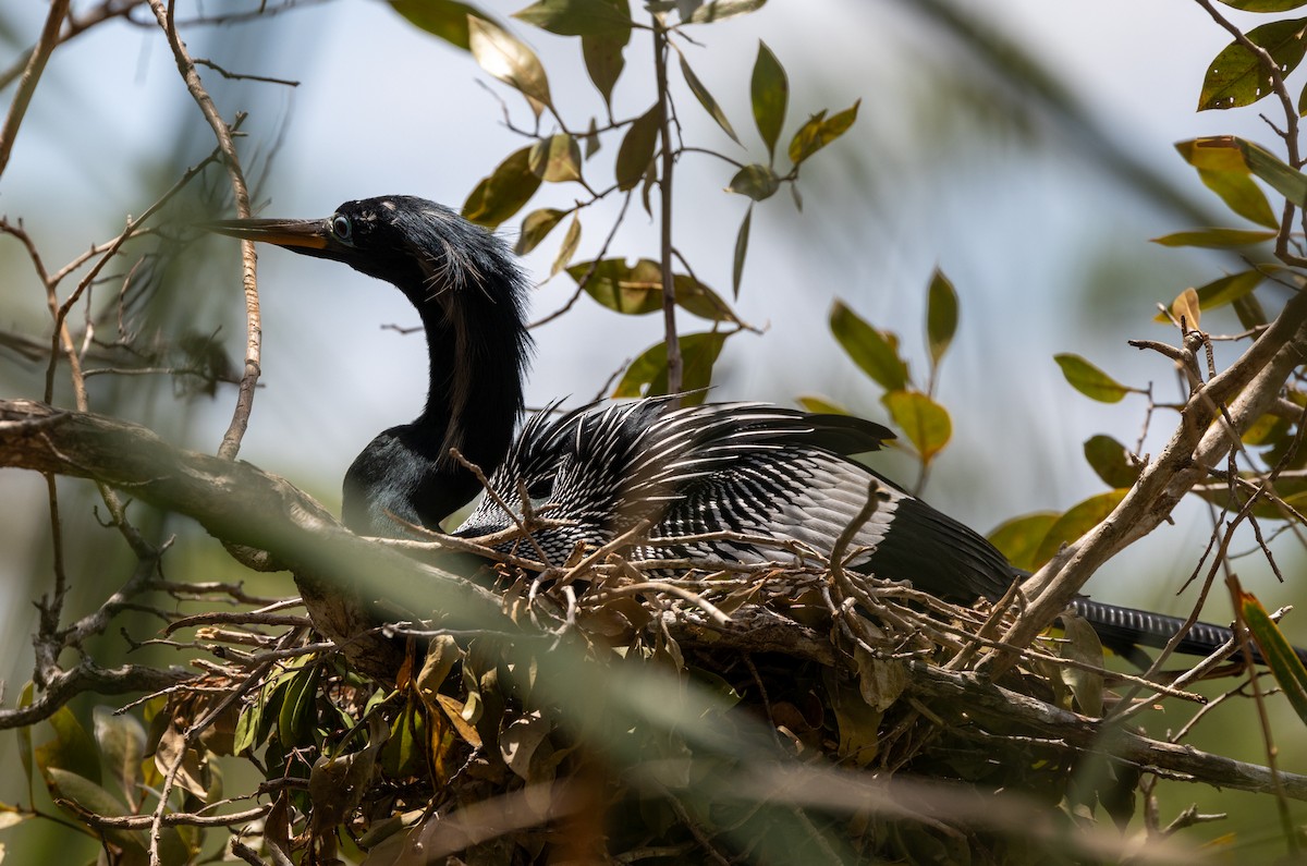 Anhinga - Peter Galvin