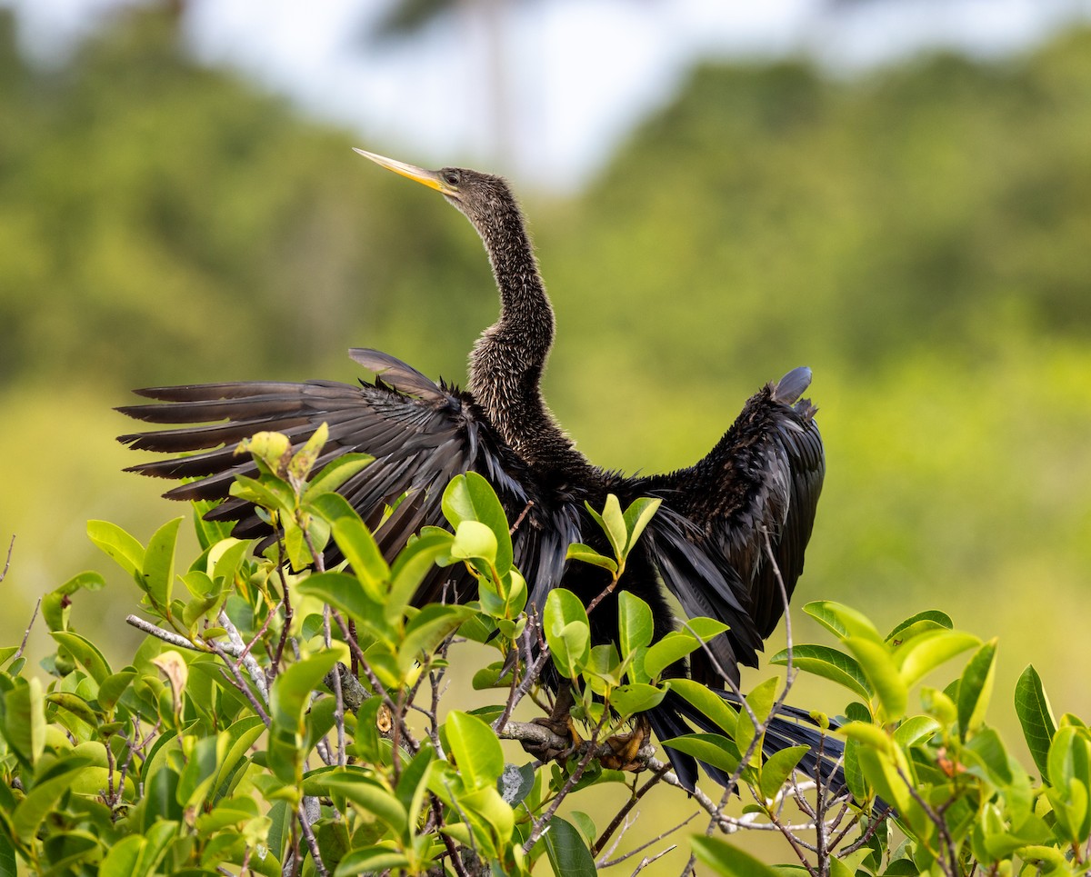 Anhinga - Peter Galvin