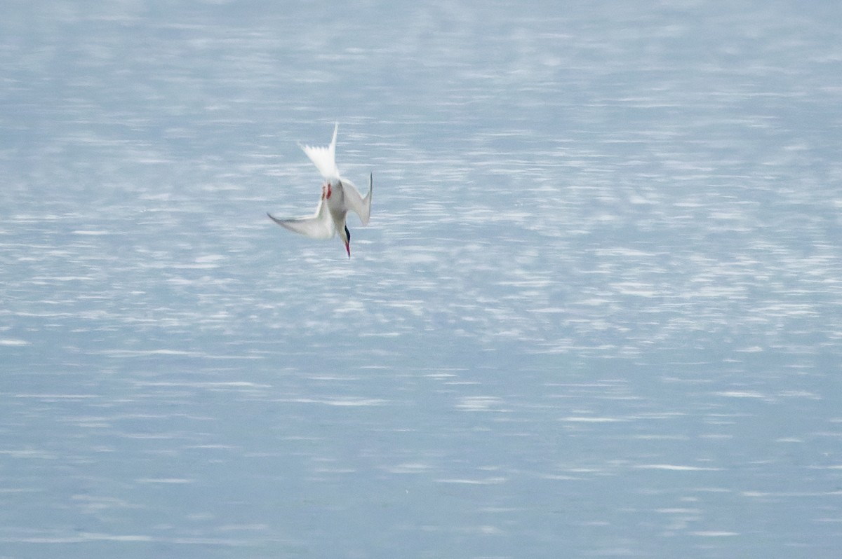 Common Tern - Gabi Uhrova