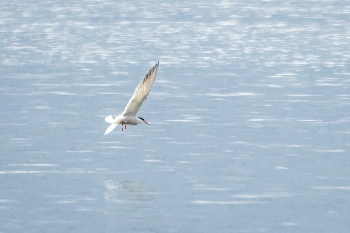 Common Tern - Gabi Uhrova