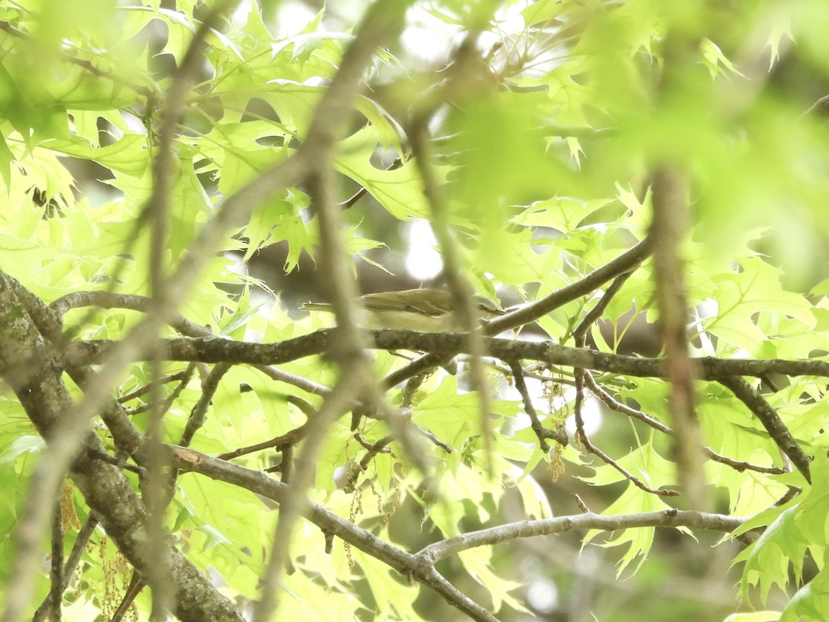 Tennessee Warbler - Leann Henderson