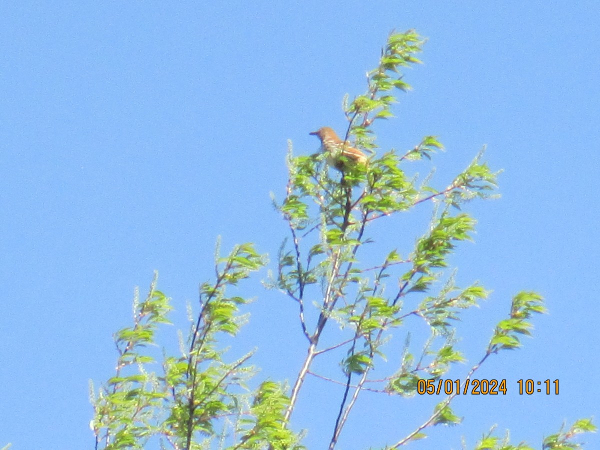 Brown Thrasher - tony jasinski