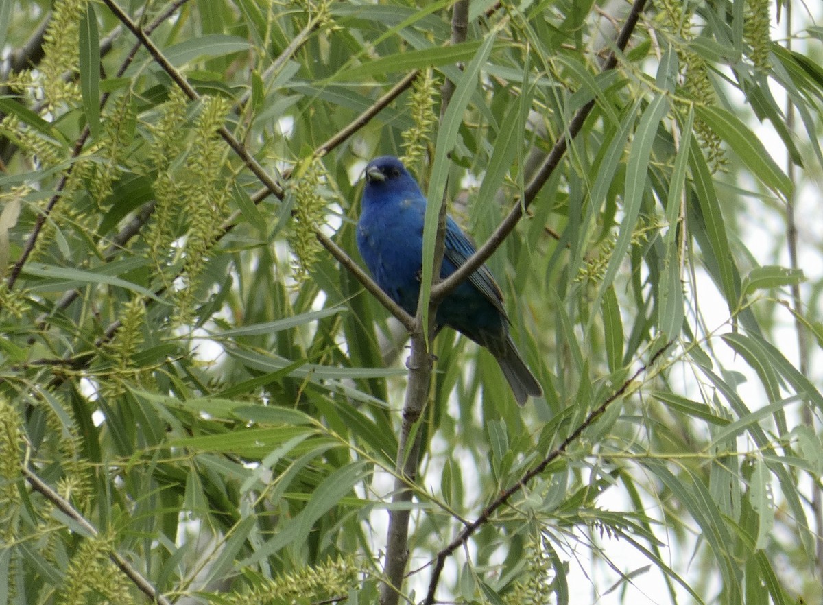 Indigo Bunting - Joanne "JoJo" Bradbury