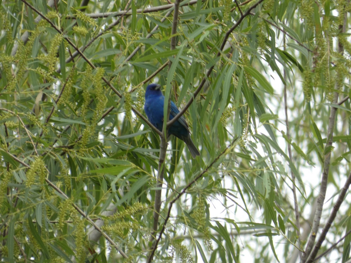 Indigo Bunting - Joanne "JoJo" Bradbury