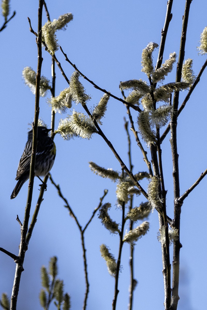 Yellow-rumped Warbler - Serge Vallerand