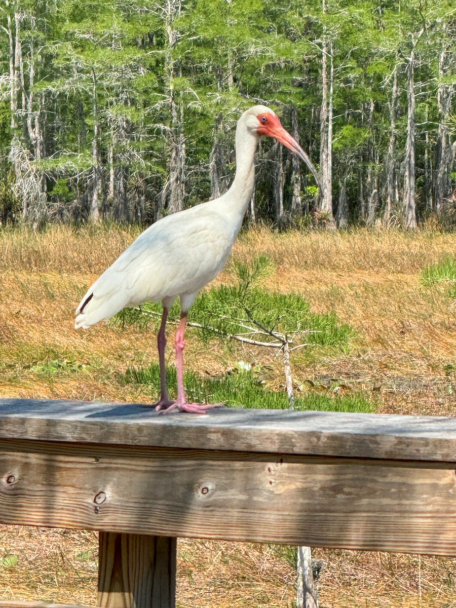 White Ibis - Peter Galvin