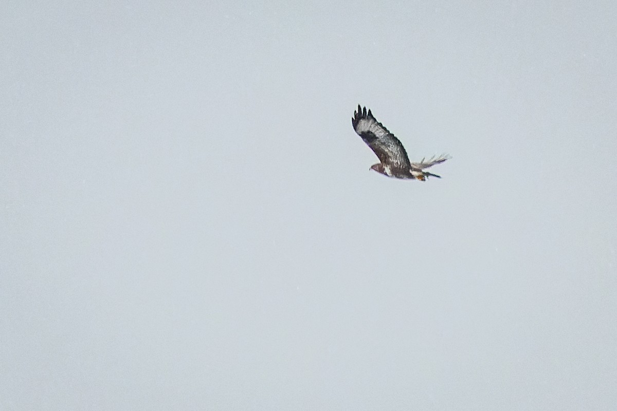 Common Buzzard - ML618286251