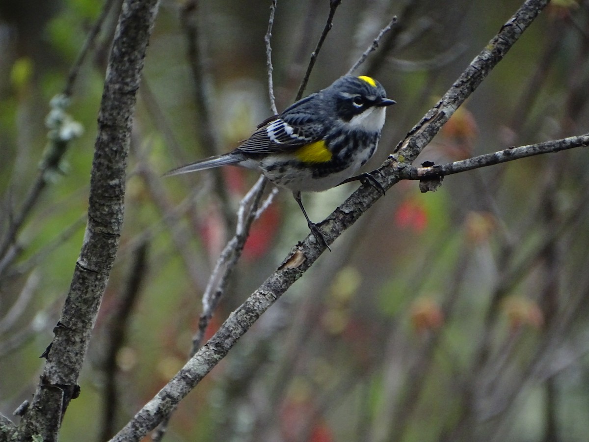 Yellow-rumped Warbler - michael hanley