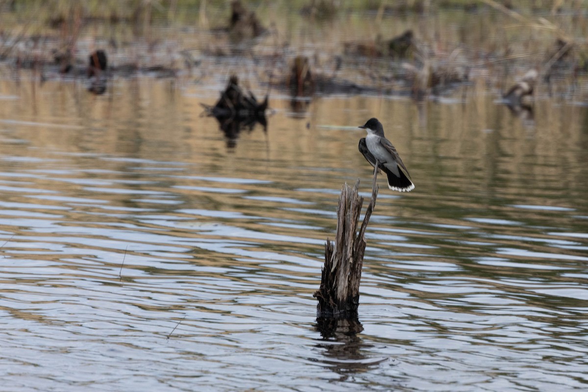 Eastern Kingbird - Alex Brent