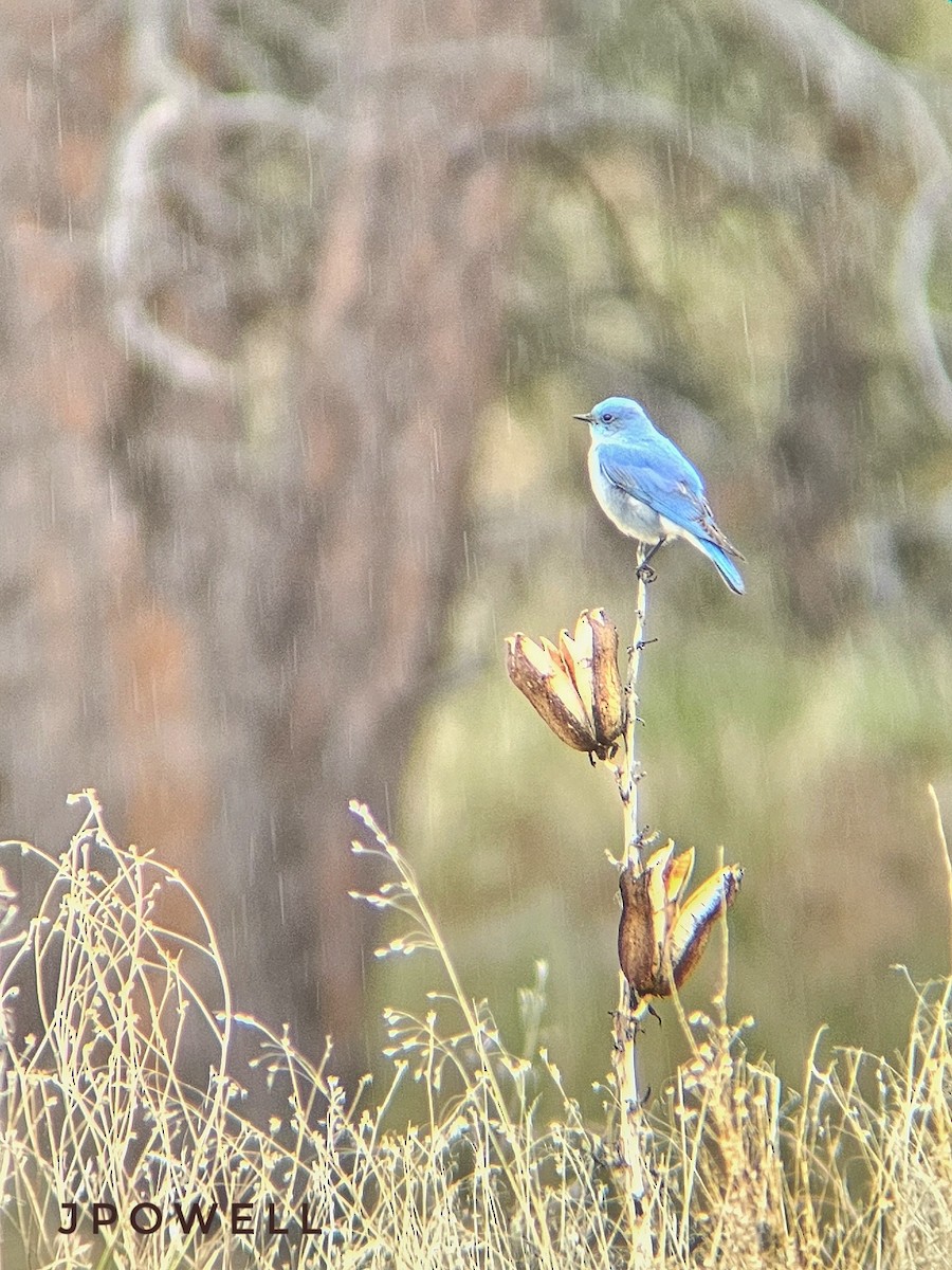 Mountain Bluebird - Justin Powell