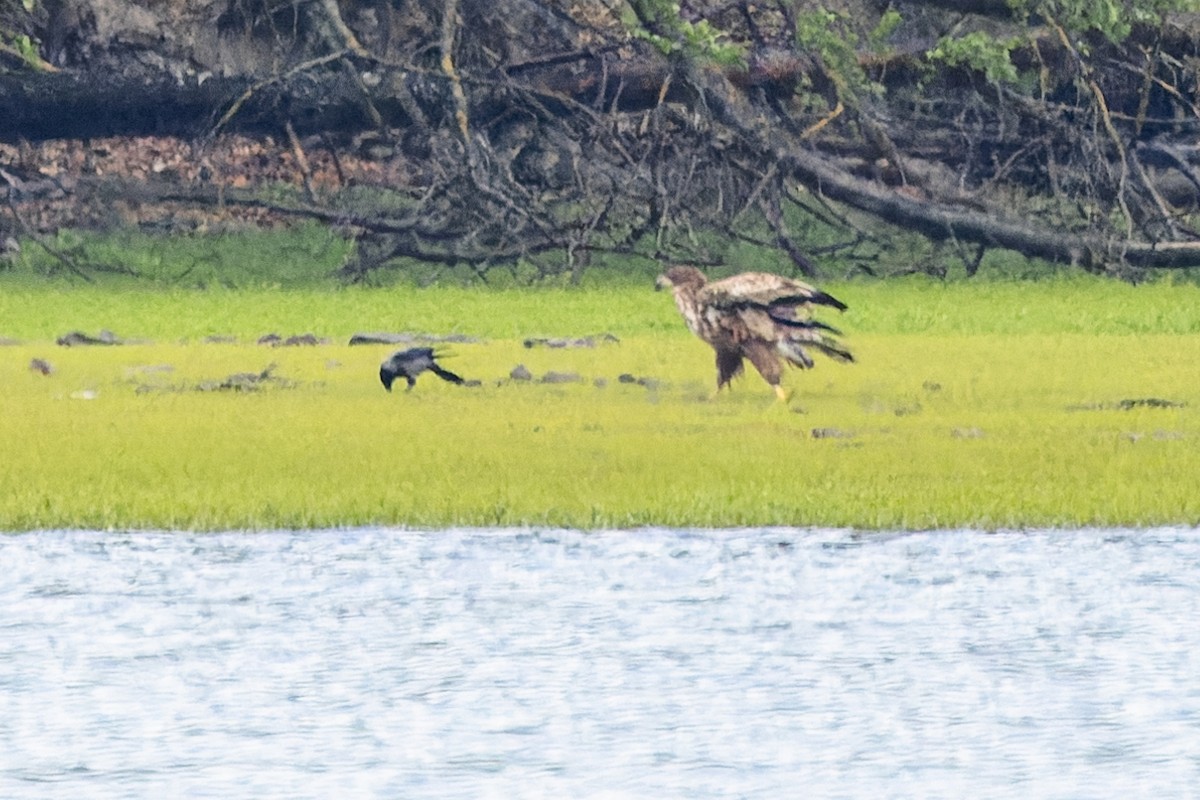 White-tailed Eagle - ML618286293