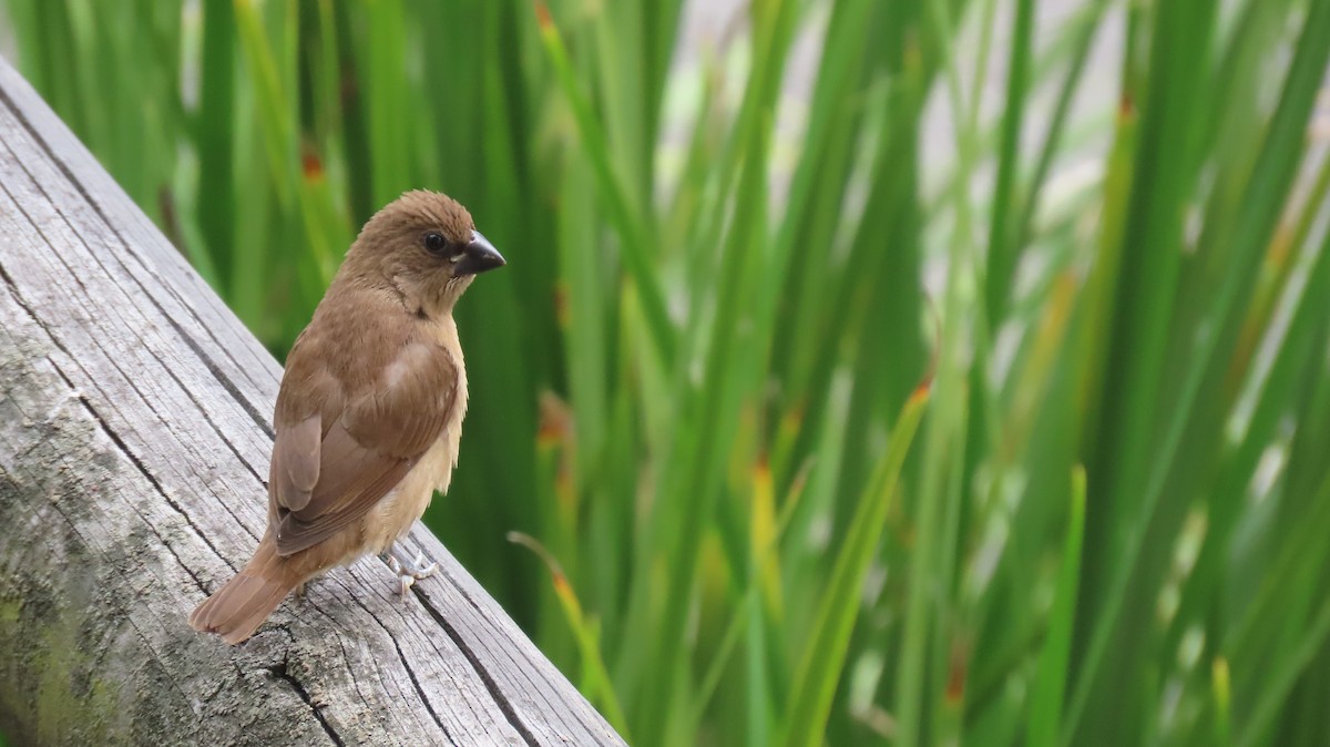 Scaly-breasted Munia - Brian Nothhelfer