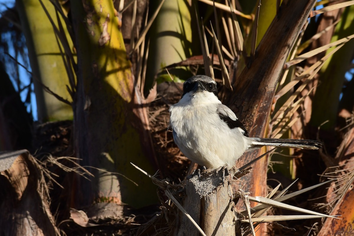 Great Gray Shrike (Sahara) - Igor Długosz