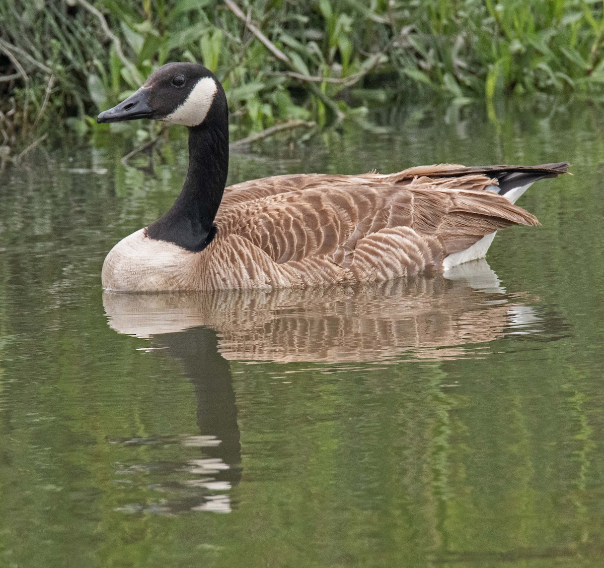 Canada Goose - Margaret & Fred Parkes