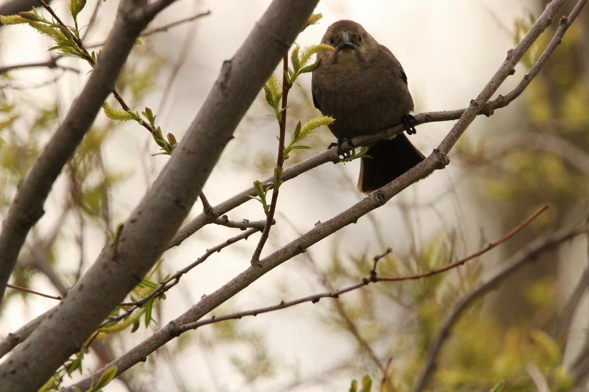 Brown-headed Cowbird - Kristian Neely