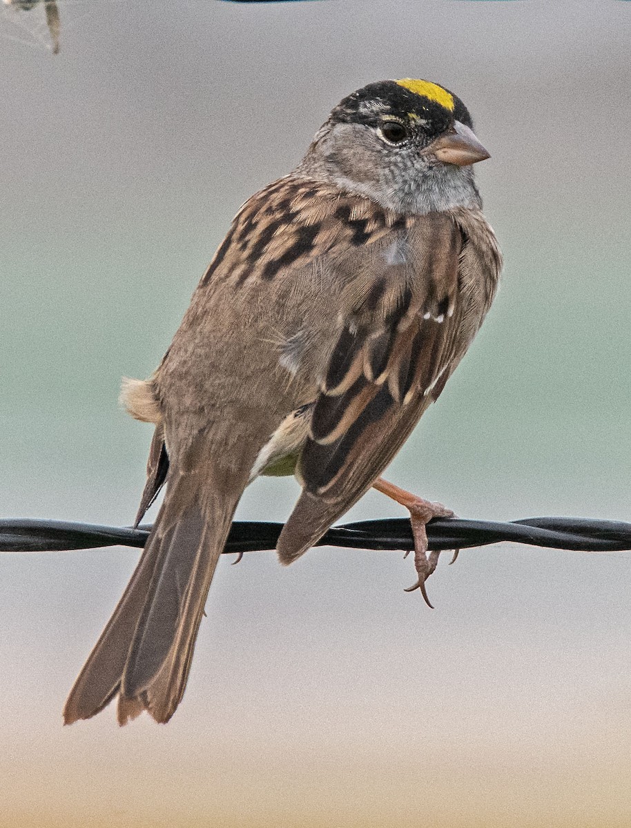 Golden-crowned Sparrow - Margaret & Fred Parkes