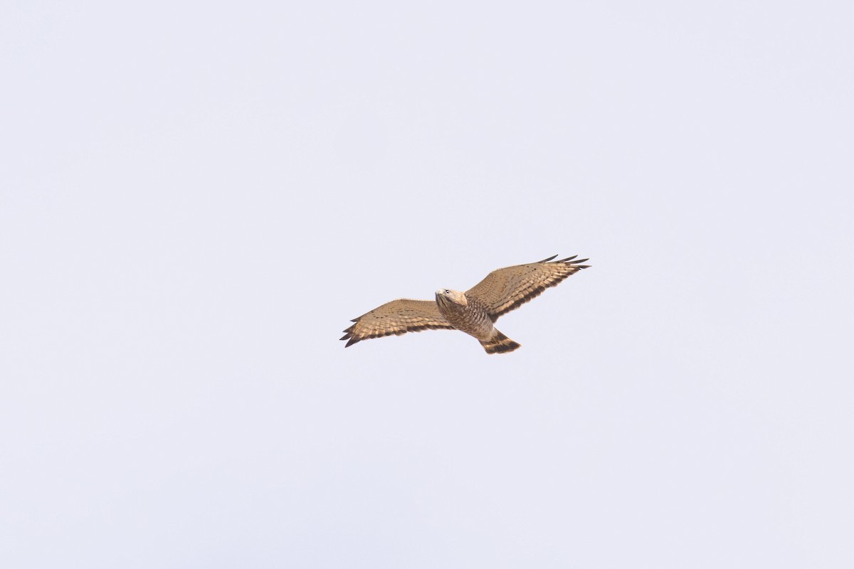 Broad-winged Hawk - Peter Mundale