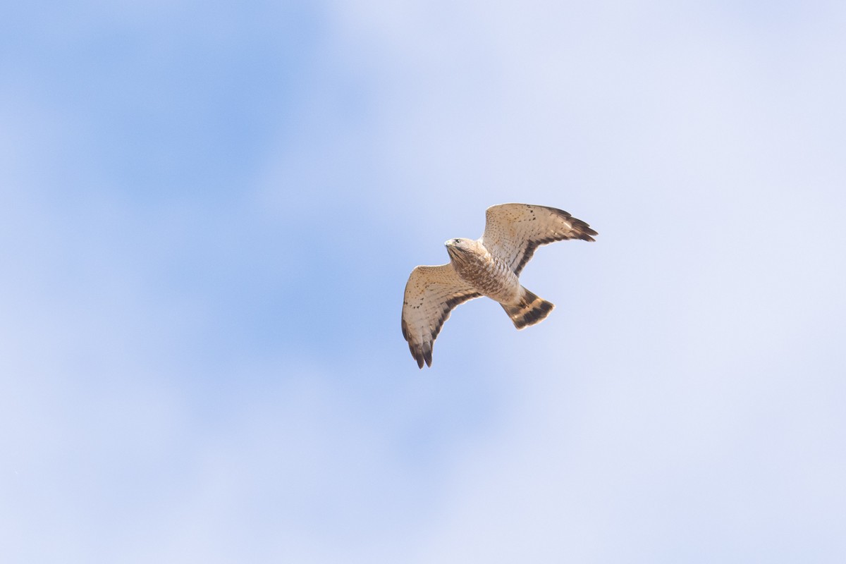 Broad-winged Hawk - Peter Mundale