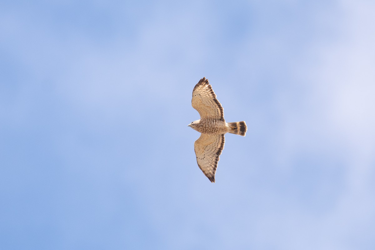 Broad-winged Hawk - Peter Mundale