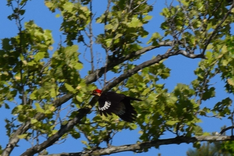 Pileated Woodpecker - Ryan Wanden