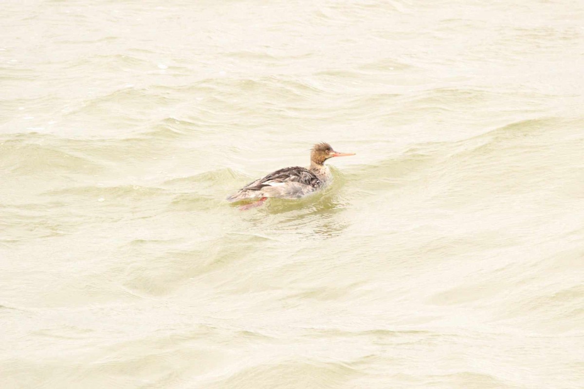 Red-breasted Merganser - Kristian Neely