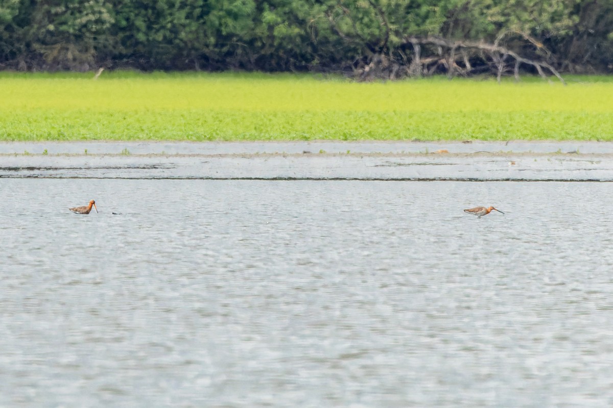 Black-tailed Godwit - ML618286372